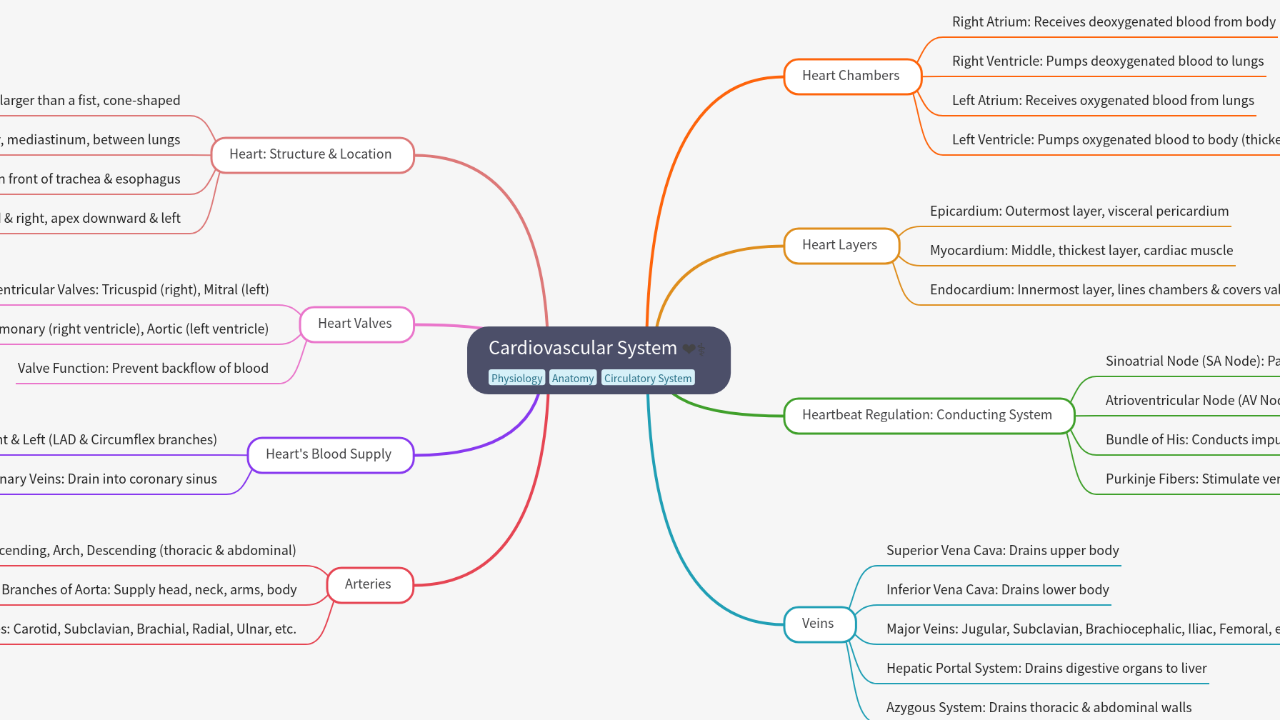 Cardiovascular System