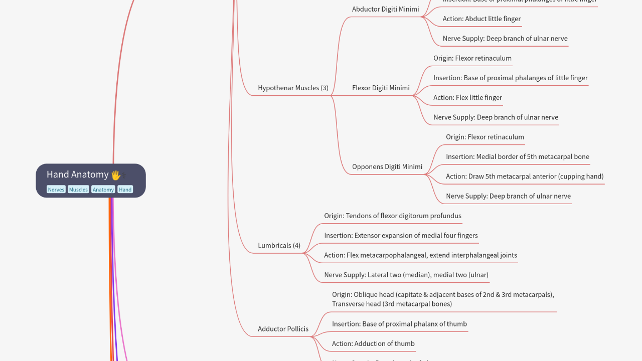 Mind Map:Hand Anatomy ...