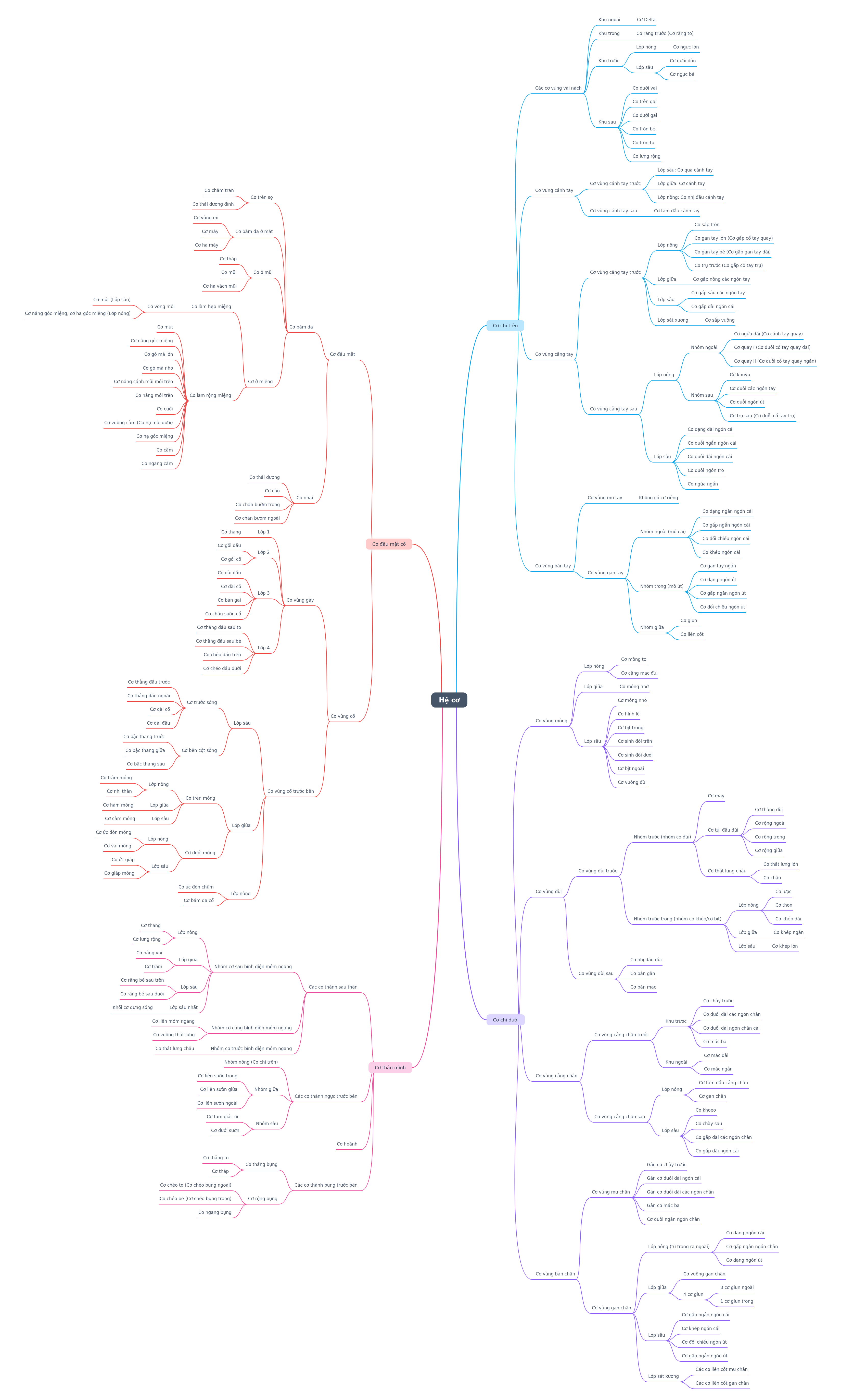 Comprehensive Guide to the Muscular System