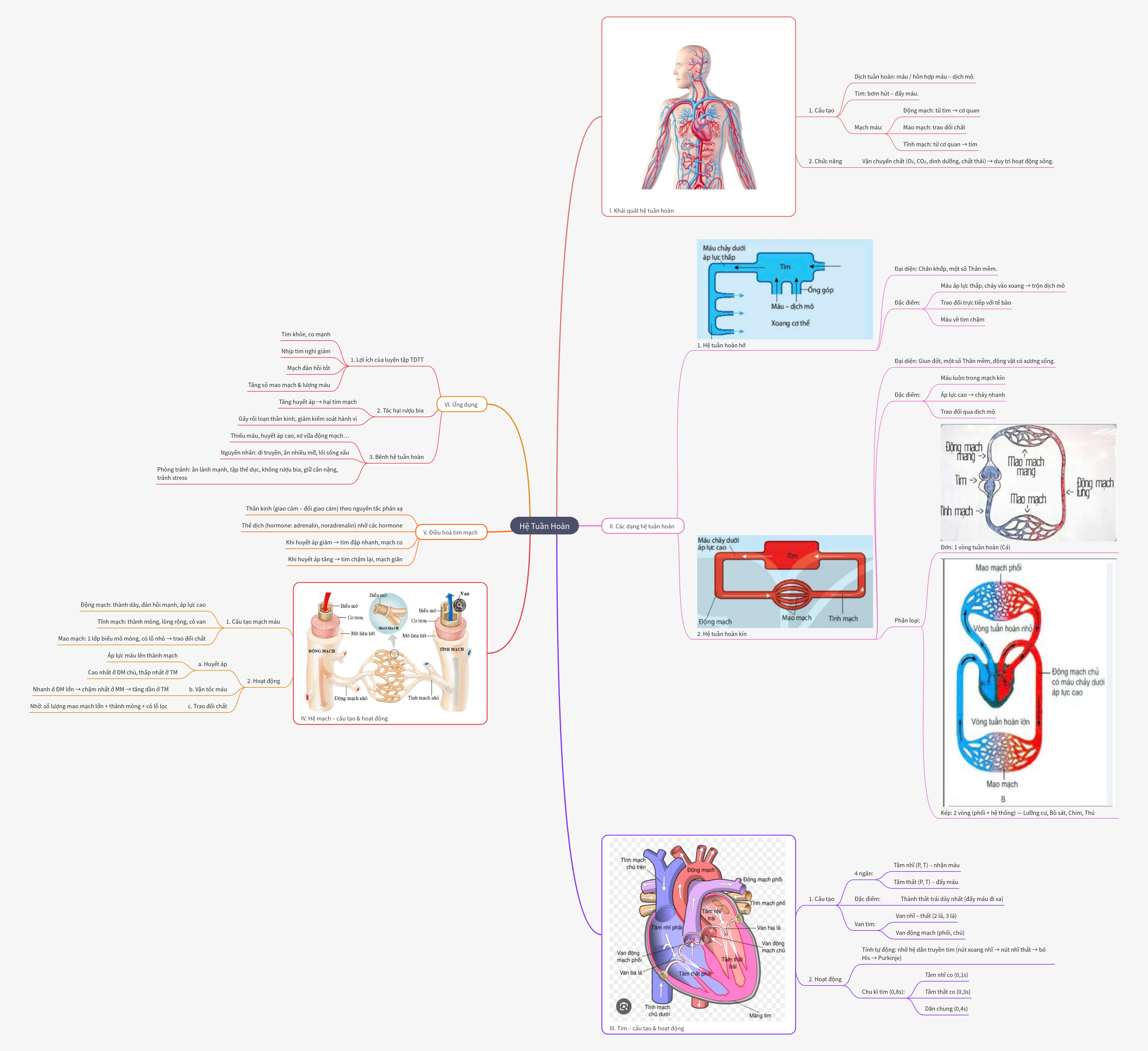 The Circulatory System: Structure, Types & Health