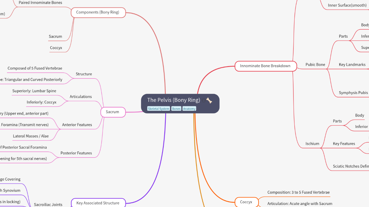 The Pelvis (Bony Ring)
