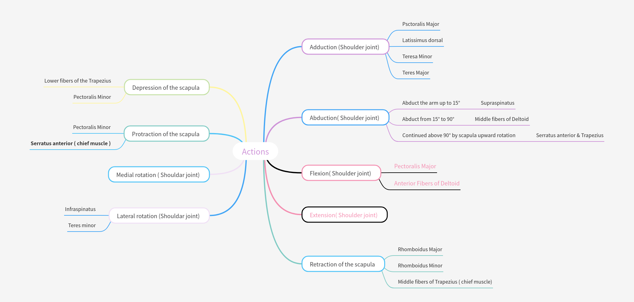 Shoulder and Scapula Actions: A Comprehensive Guide