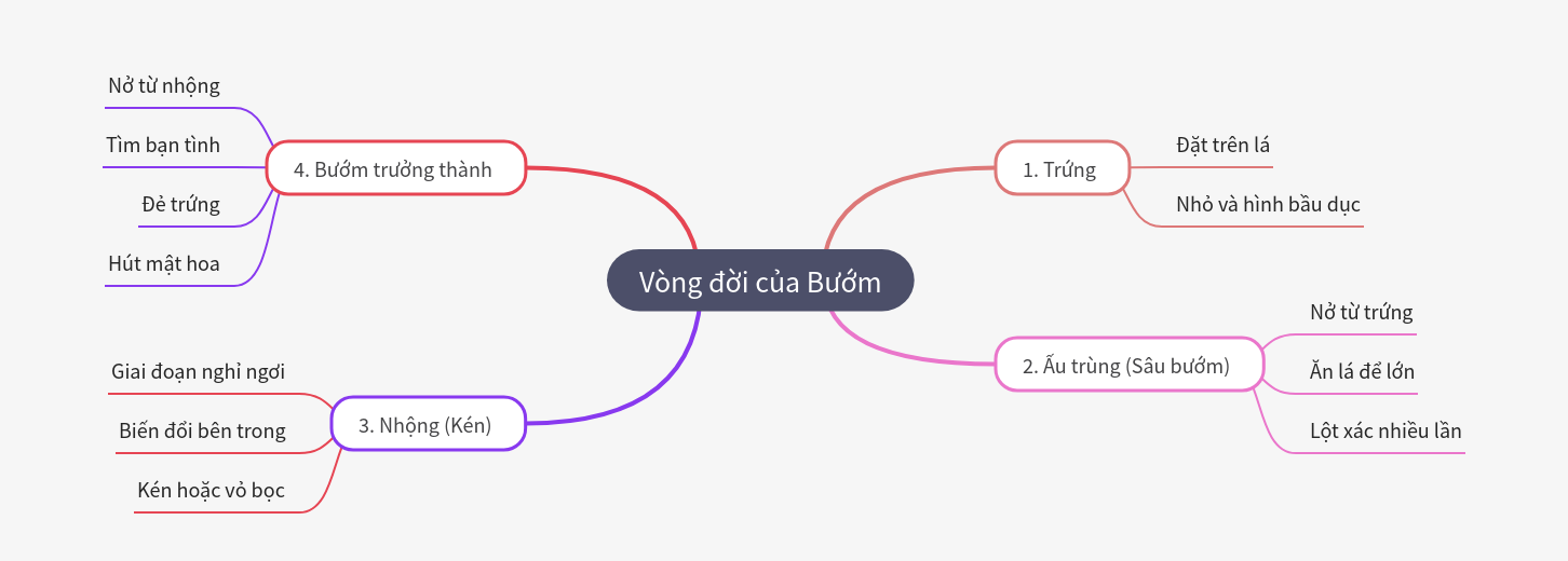 The Life Cycle of a Butterfly Explained