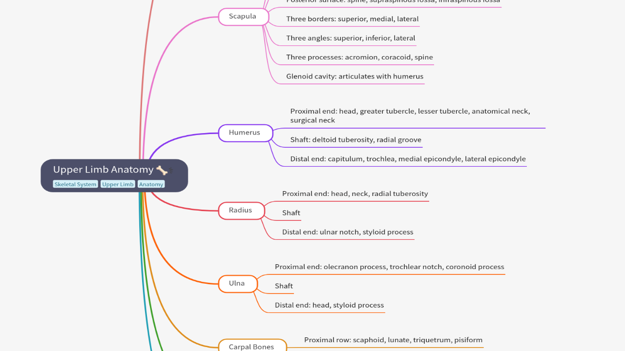 Mind Map:Upper Limb Anatomy ...