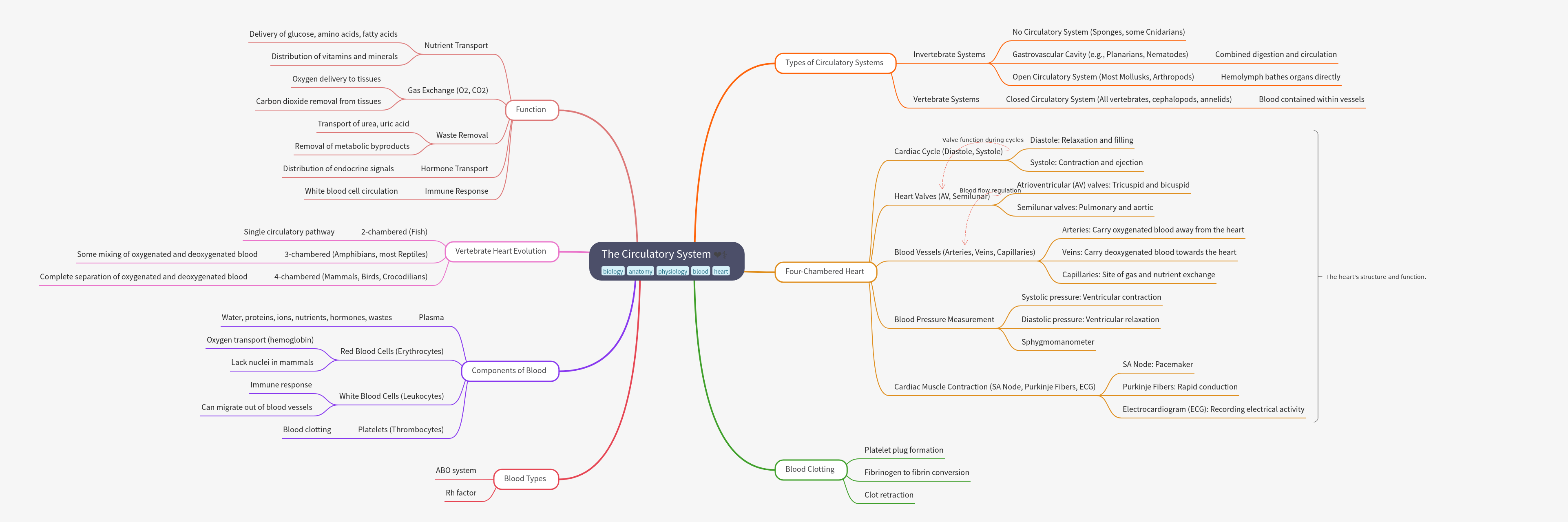 The Circulatory System: A Comprehensive Guide