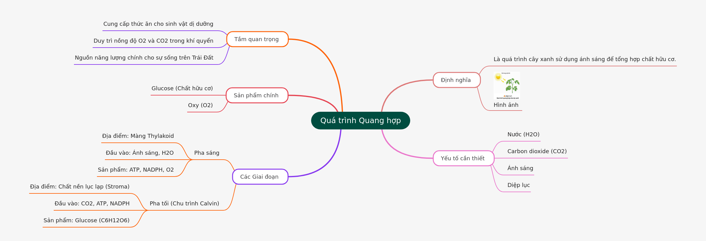 Understanding the Photosynthesis Process