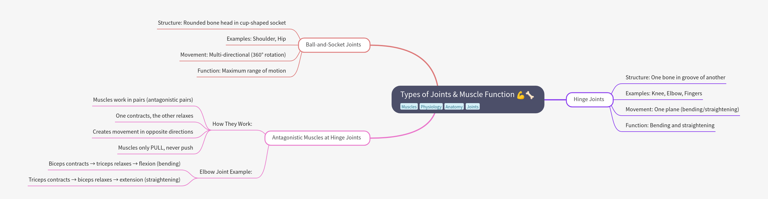 Understanding Joints & Muscle Function