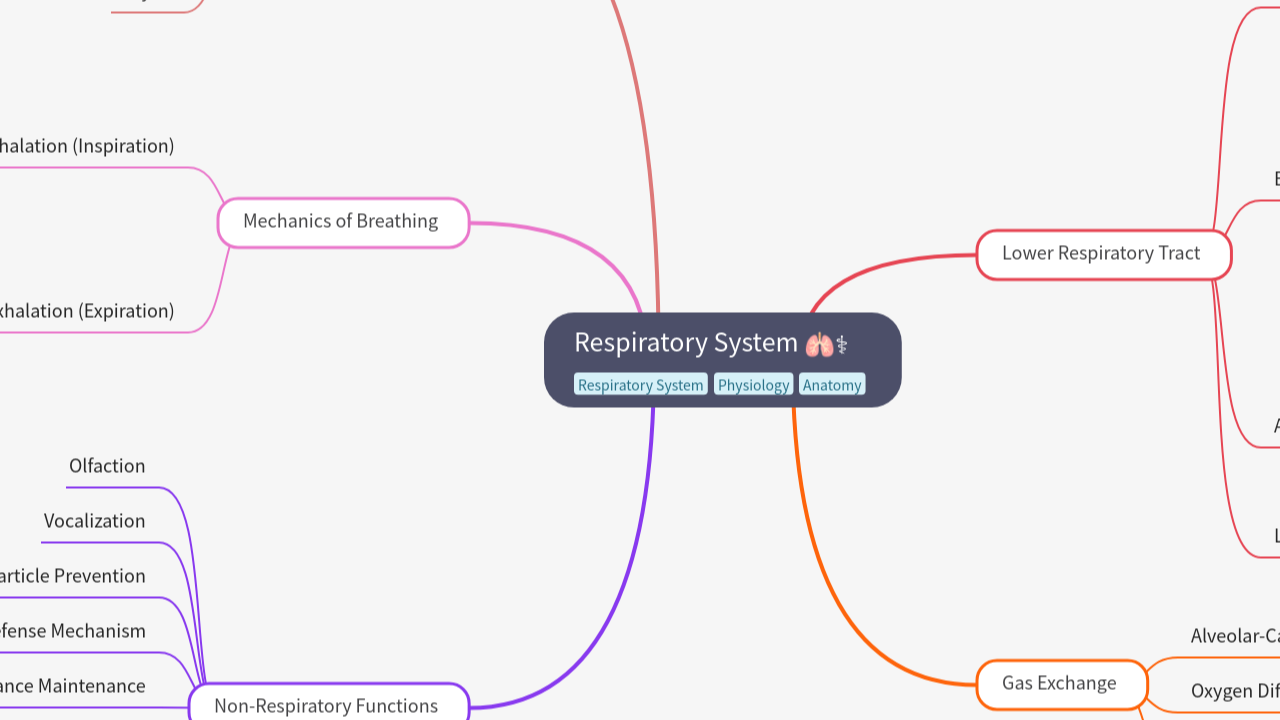 Respiratory System