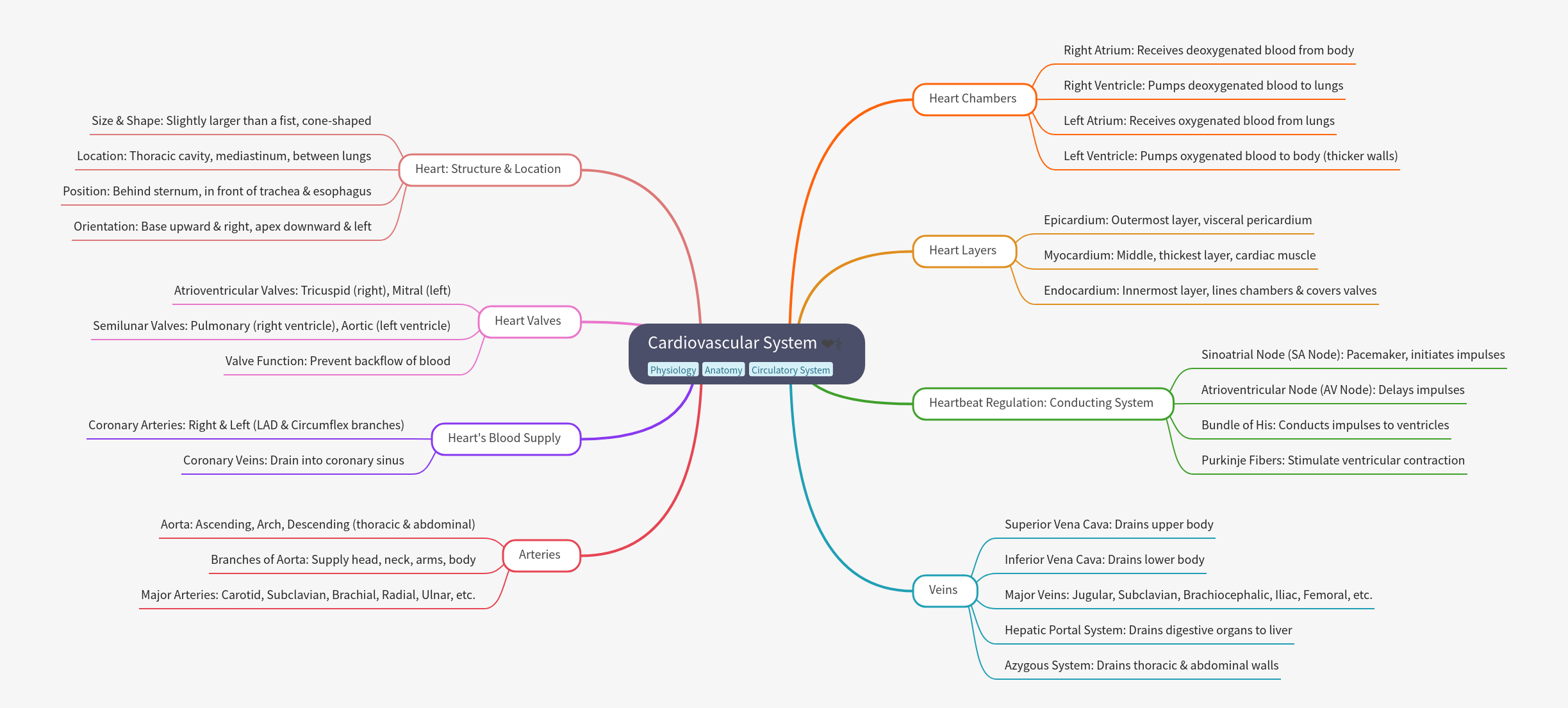Comprehensive Guide to the Cardiovascular System