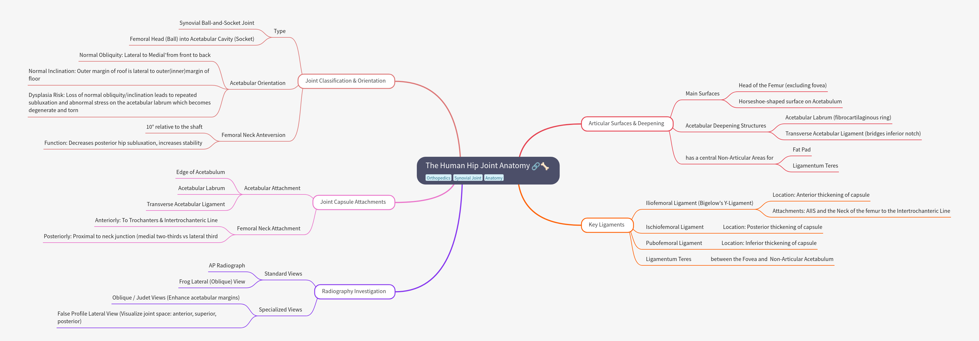 Human Hip Joint Anatomy: Structure, Function, & Imaging