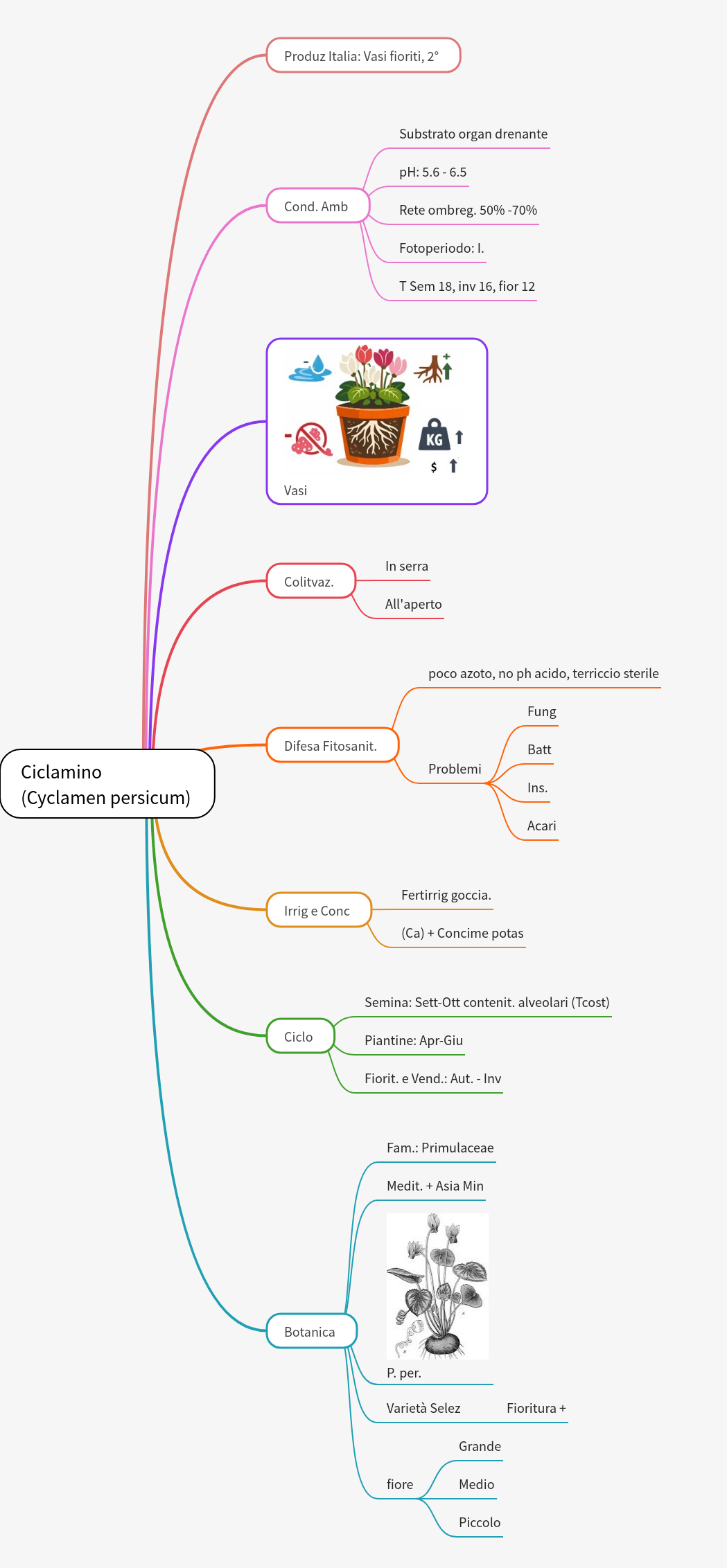 Cultivating Cyclamen Persicum: A Comprehensive Guide