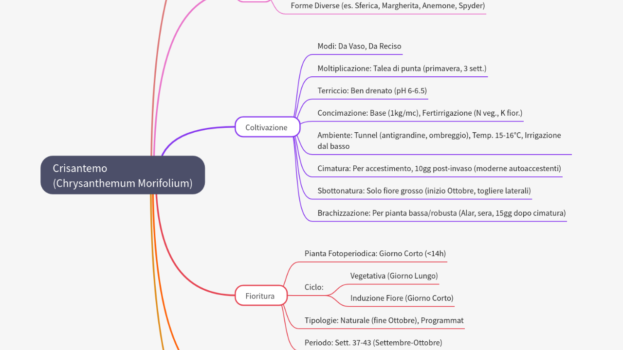 Mind Map:Crisantemo (Chrysanthemum Morifolium) ...