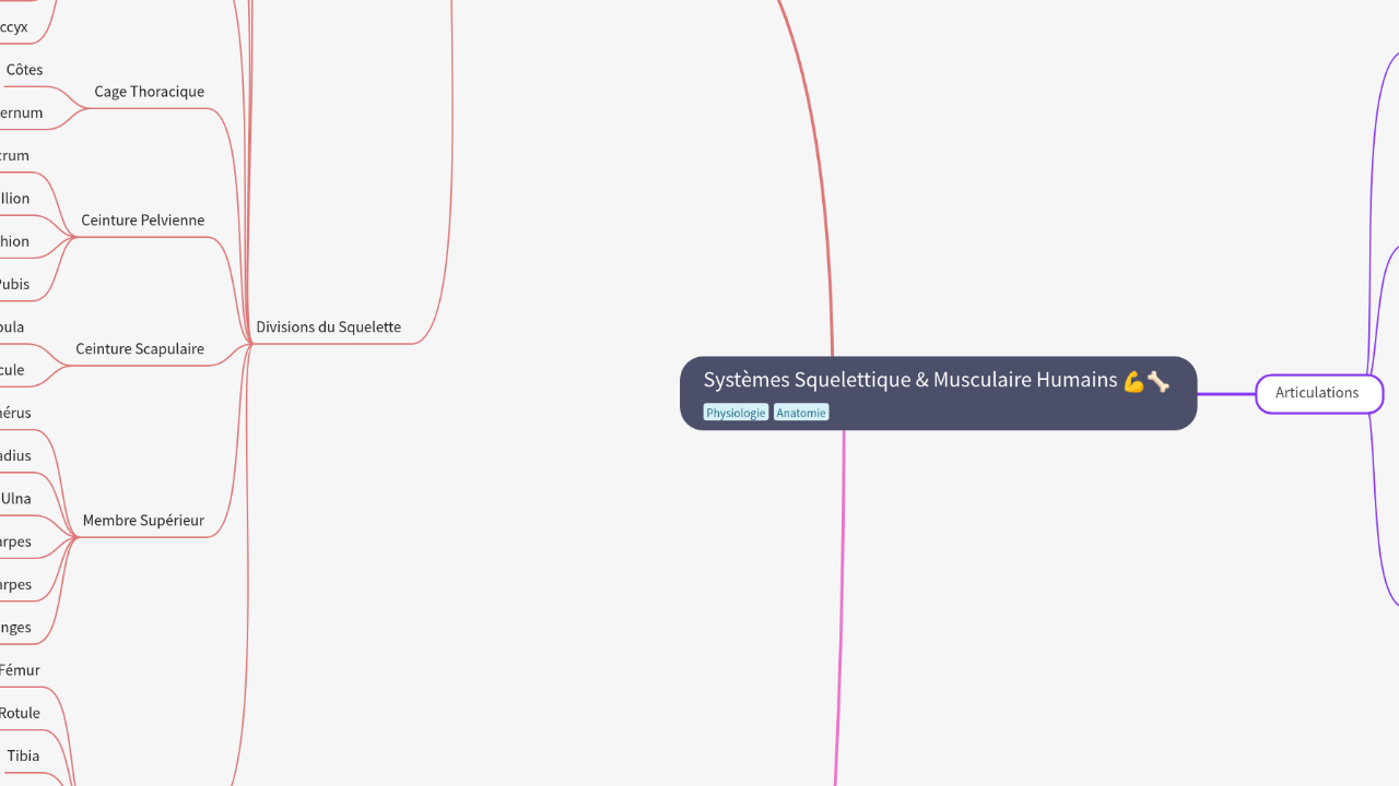 Mind Map:Systèmes Squelettique & Musculaire Humains ...