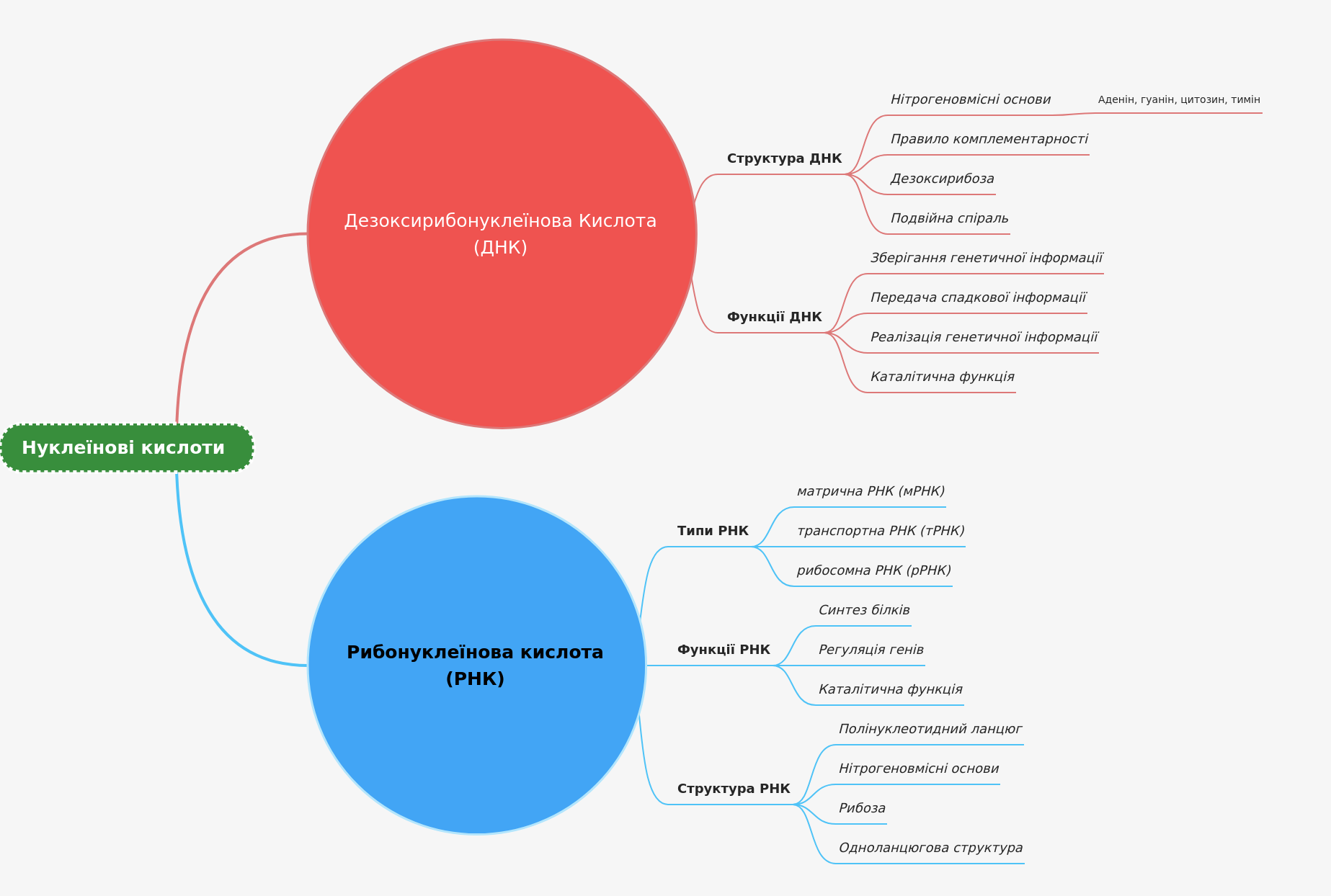 Nucleic Acids: DNA and RNA Explained