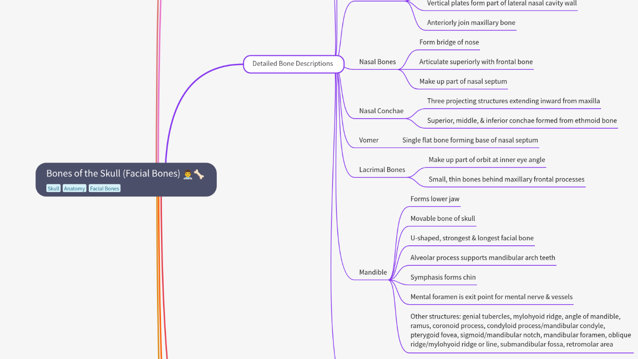 Mind Map:Bones of the Skull (Facial Bones) ...