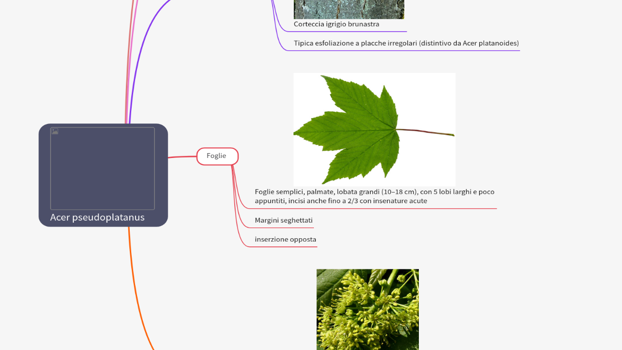 Mind Map:Acer pseudoplatanus ...