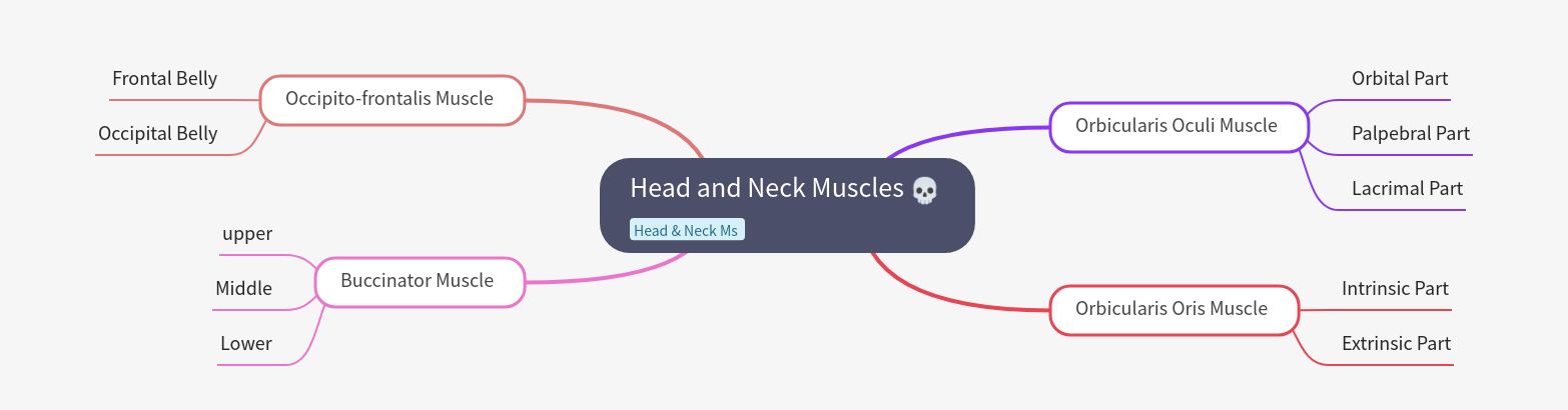Head and Neck Muscles: An Essential Guide