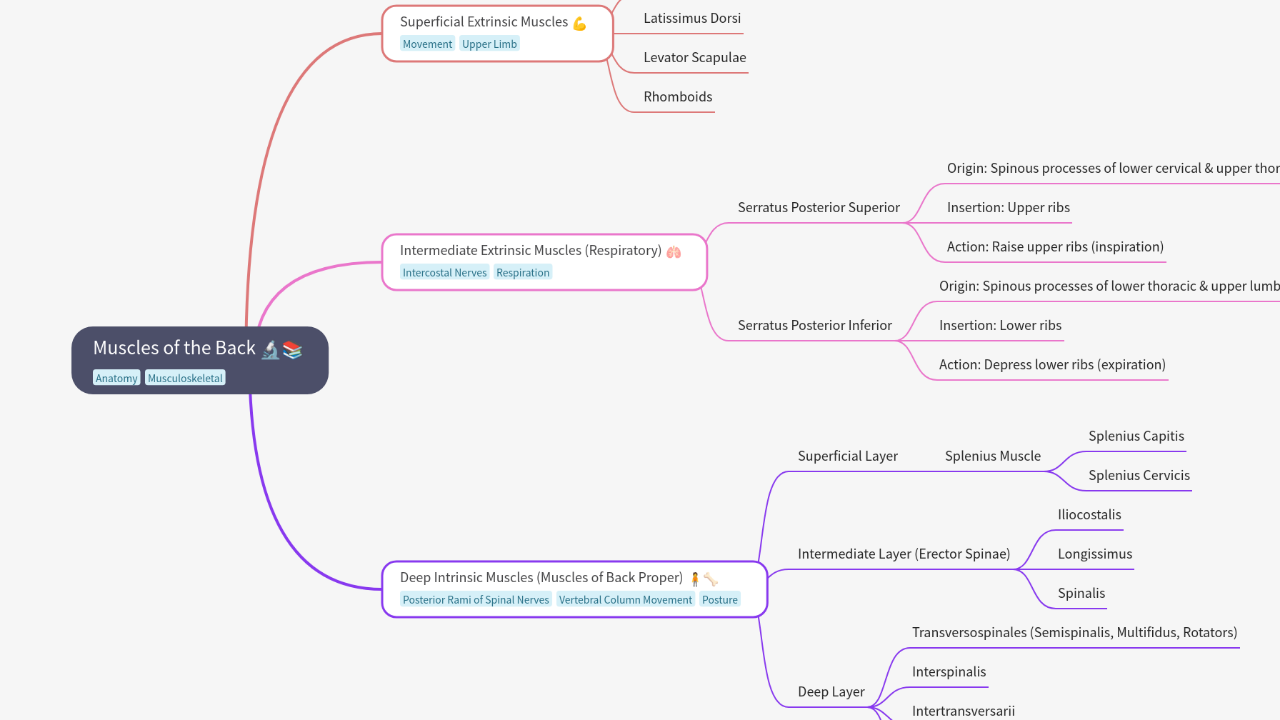 Mind Map:Muscles of the Back ...