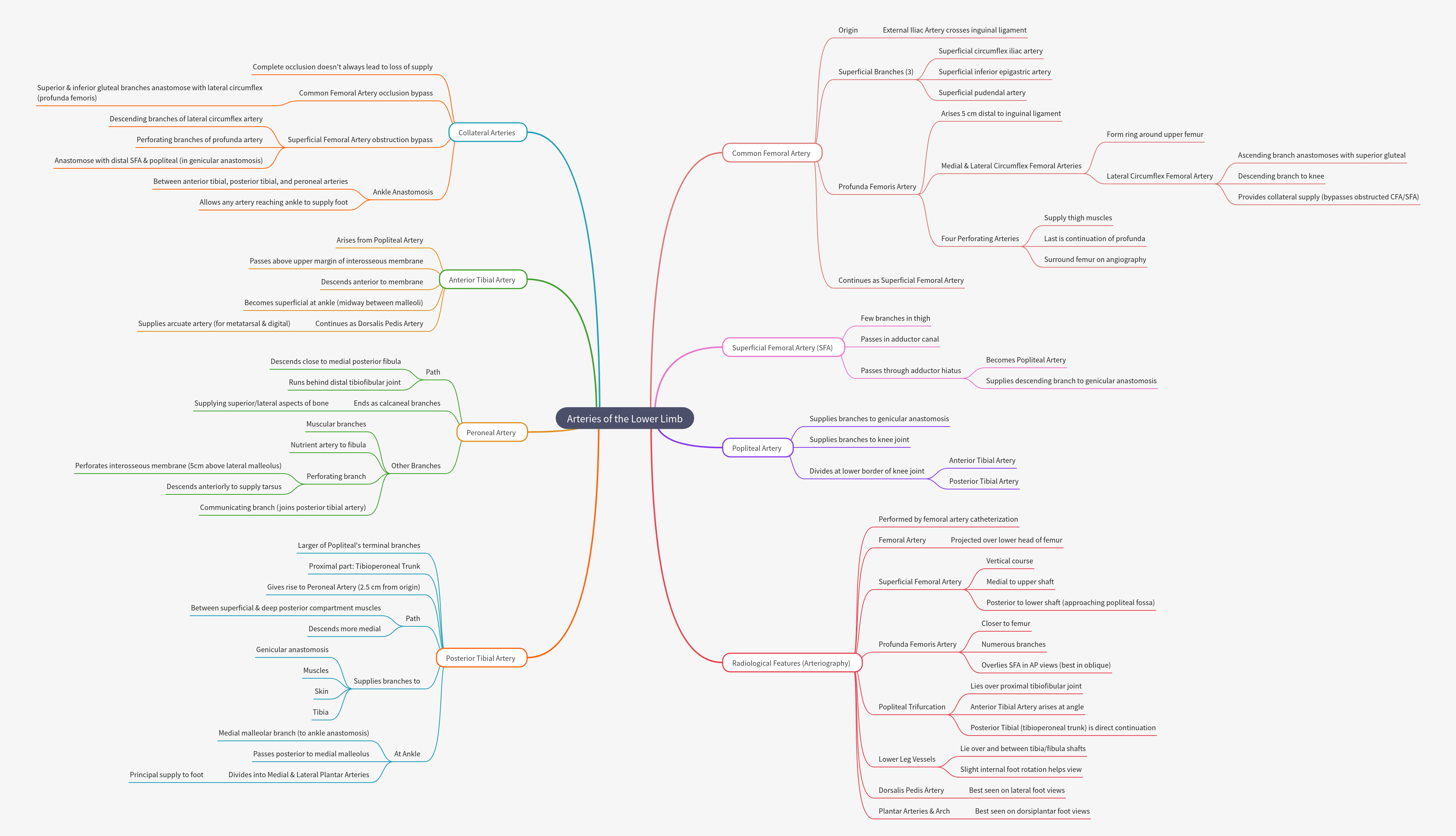 Arteries of the Lower Limb: Anatomy, Course, and Imaging