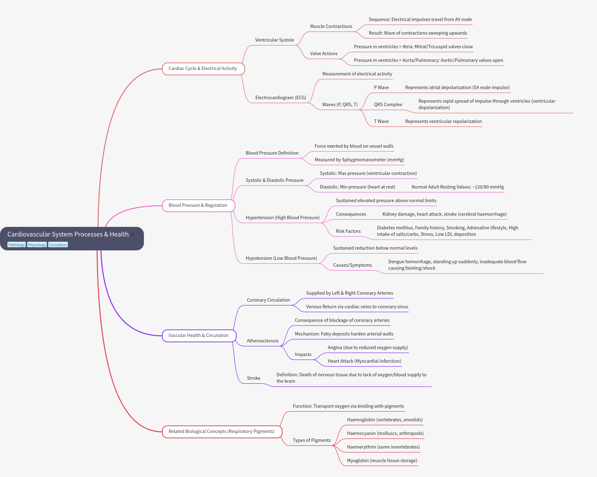 Cardiovascular System Processes & Health