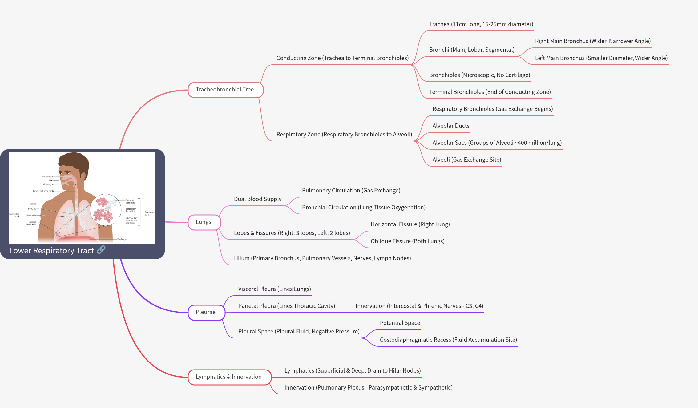 Lower Respiratory Tract Anatomy Guide