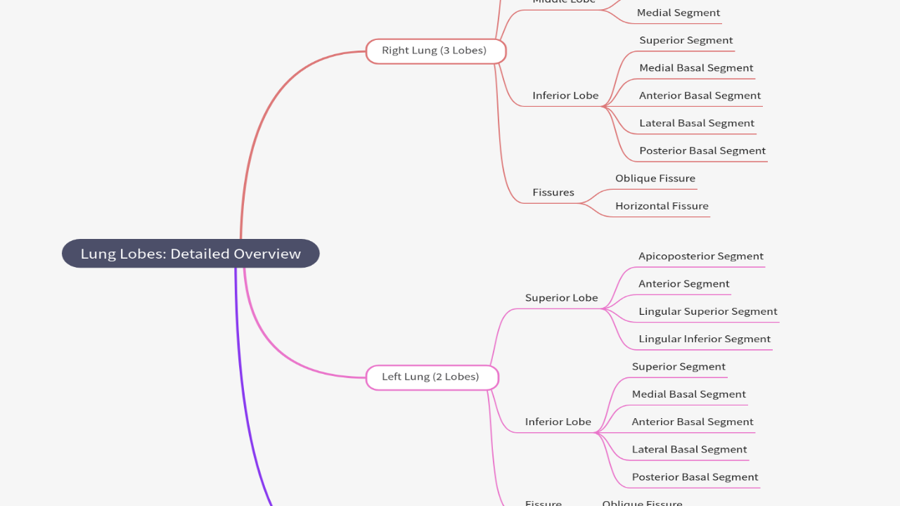 Mind Map:Lung Lobes: Detailed Overview ...