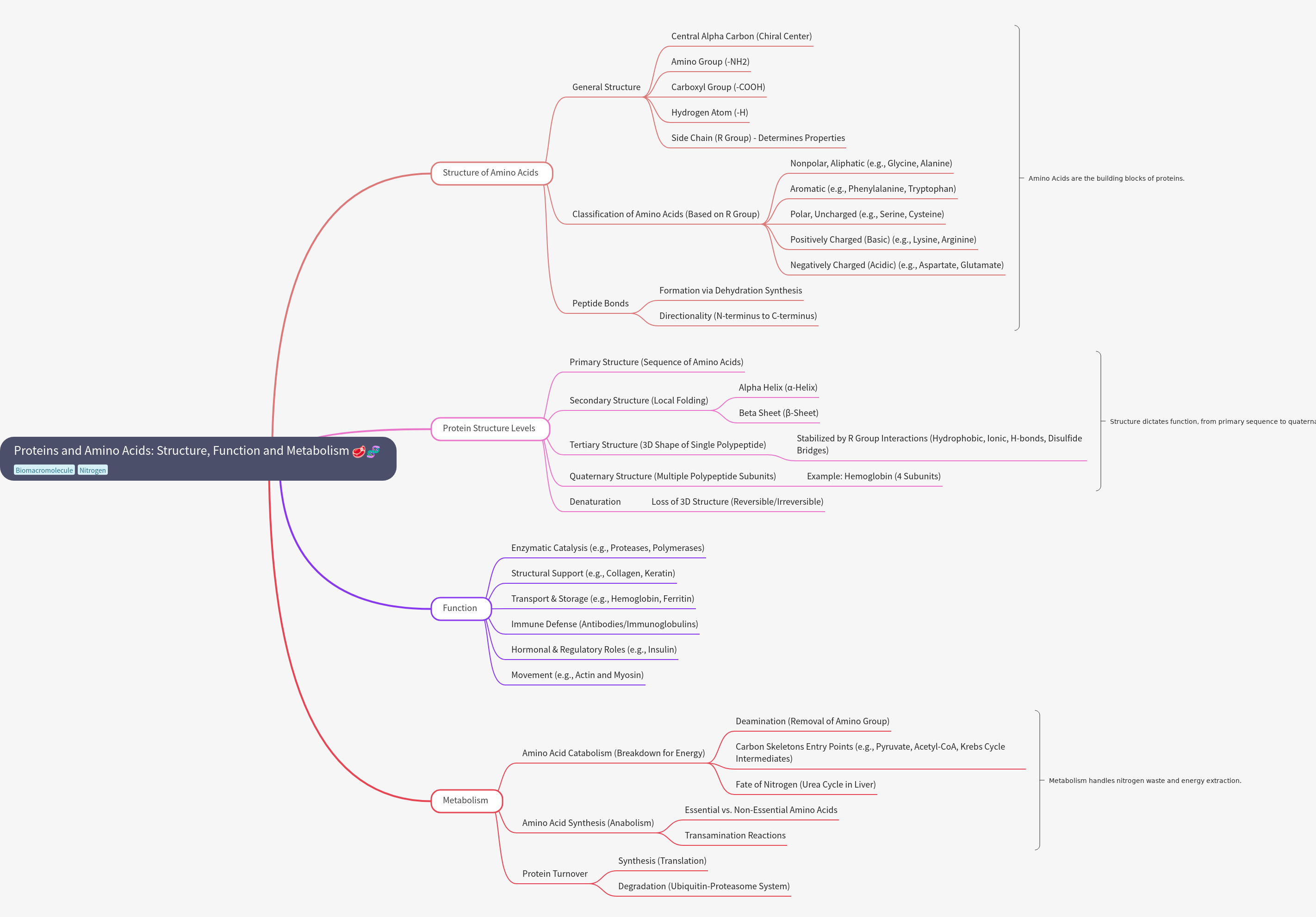 Proteins and Amino Acids: Structure, Function and Metabolism