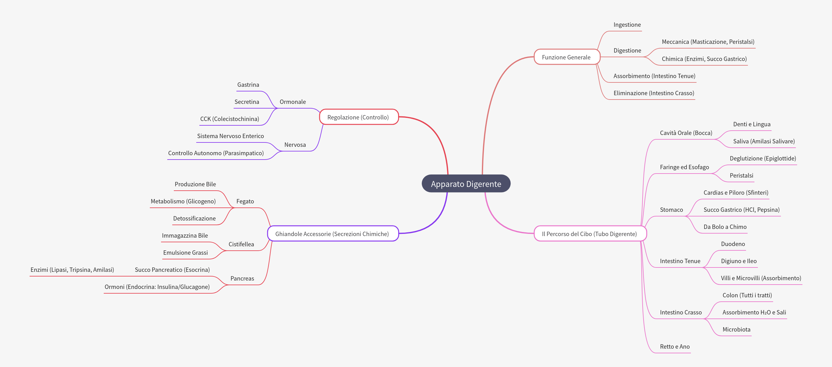 Understanding the Human Digestive System