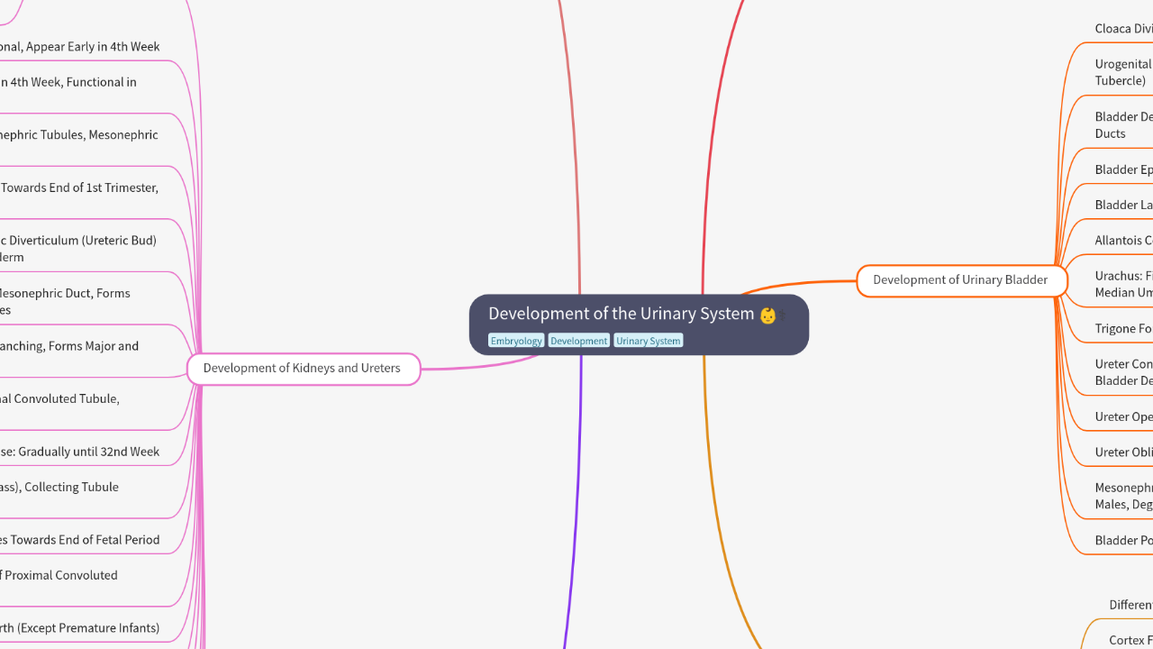 Mind Map:Development of the Urinary System ...