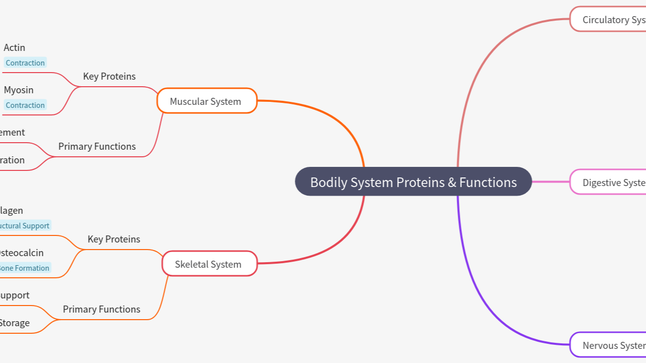 Mind Map:Bodily System Proteins & Functions ...