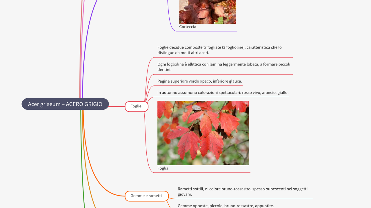 Mind Map:Acer griseum – ACERO GRIGIO ...