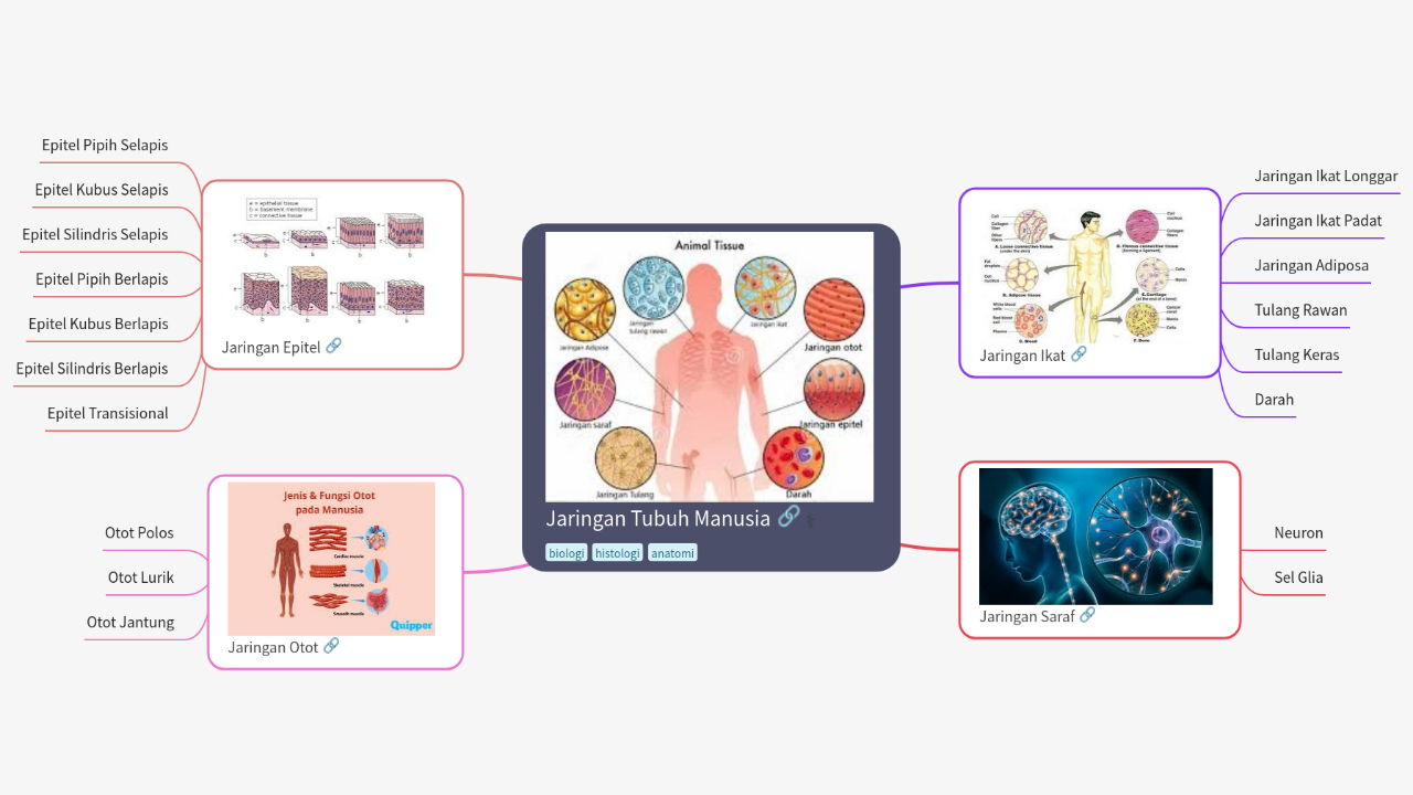 Mind Map:Jaringan Tubuh Manusia ...