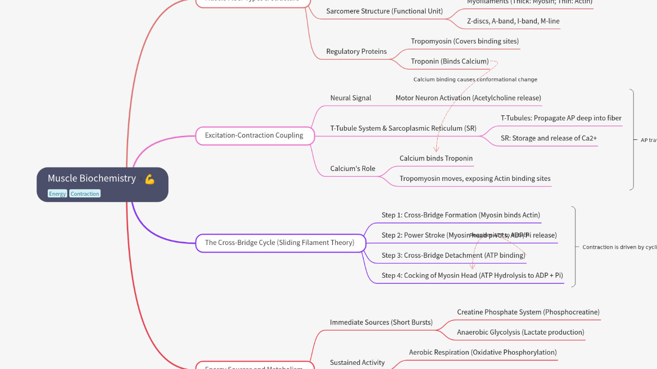 Muscle Biochemistry