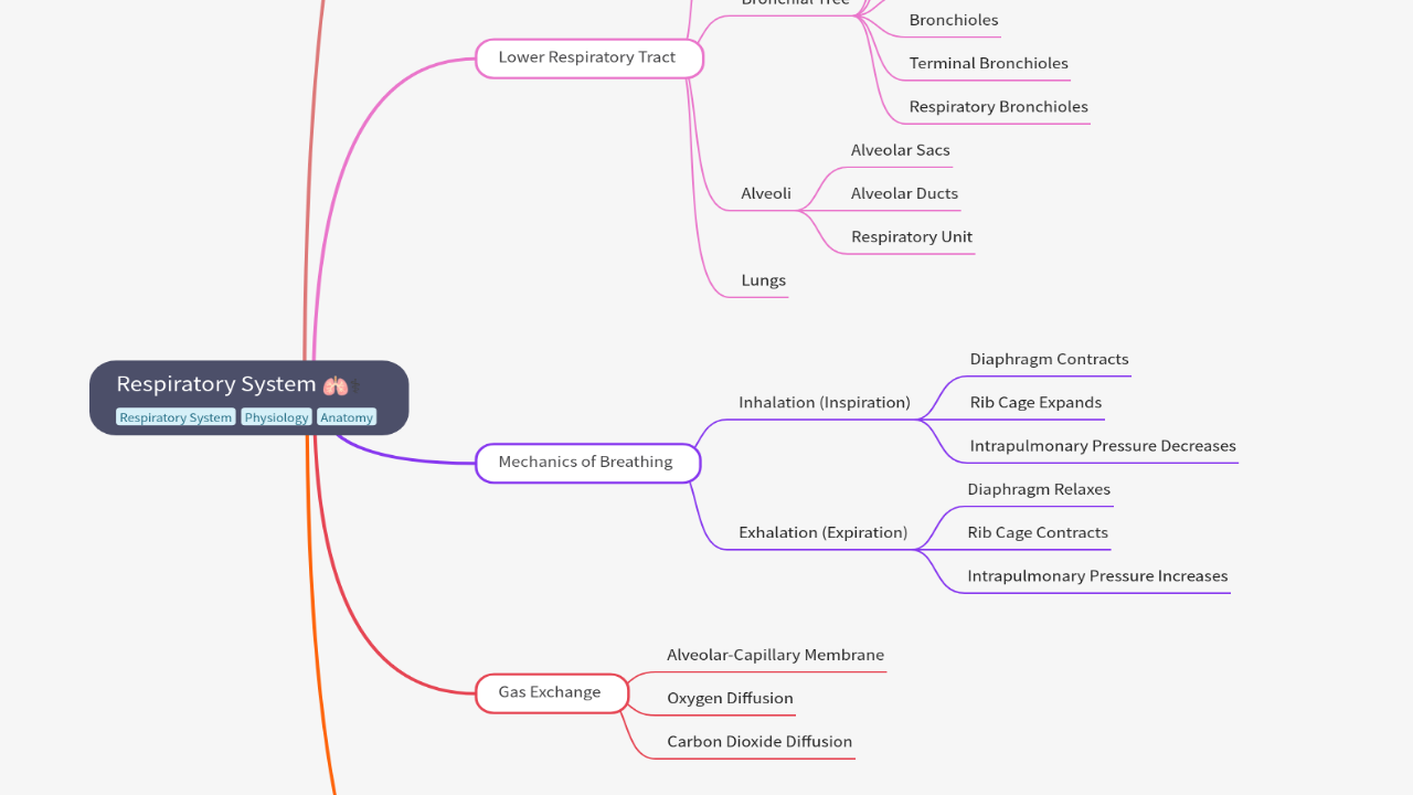 Mind Map:Respiratory System ...