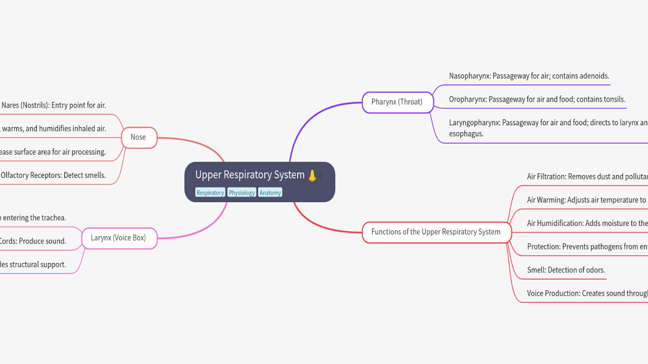 Mind Map:Upper Respiratory System ...